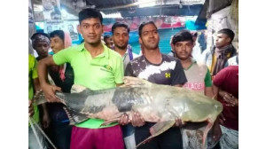 মহানন্দায় ধরা পড়ল ৪০ কেজি ওজনের বাঘাআইড়- বিক্রি হলো ১১০০ টাকা কেজি দরে