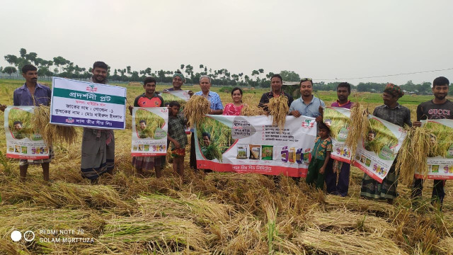 আলোড়ন সৃষ্টি ক‌রেছে লাল তীর সীড লি‌মি‌টে‌ডের, হাই‌ব্রিড গো‌ল্ডেন-১ জাতের ধান