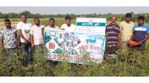 চাঁপাইনবাবগঞ্জের শাহাজাহানপুর ইউনিয়নের চর অঞ্চলে হাইব্রিড ঢেড়স গ্রীন রুবি চাষ করে বাম্পার ফলনে কৃষকের মুখে ব্যাপক হাসি