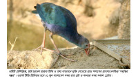 ওটিটিতে মুক্তি পেলো প্রাচ্য পলাশের প্রামাণ্য চলচ্চিত্র ‘সমৃদ্ধির সম্ভার’