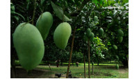 করোনায় আমের বাজার নিয়মিত রাখতে আগাম পরিকল্পনা জরুরি
