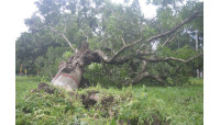 সুপার সাইক্লোন আম্ফানের প্রভাবে ৩৪ বাড়ি ক্ষতিগ্রস্ত, ঝরে পড়েছে প্রচুর আম