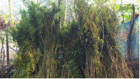  শিবগঞ্জে ২০টি গাঁজা গাছসহ মাদক ব্যবসায়ীকে আটক 