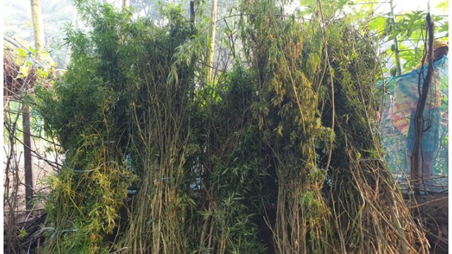  শিবগঞ্জে ২০টি গাঁজা গাছসহ মাদক ব্যবসায়ীকে আটক 