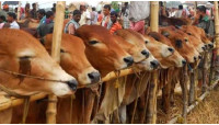 এবার ট্রেনে করে ঢাকা যাবে চাঁপাইনবাবগঞ্জের  কোরবানির পশু 