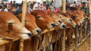 এবার ট্রেনে করে ঢাকা যাবে চাঁপাইনবাবগঞ্জের  কোরবানির পশু 