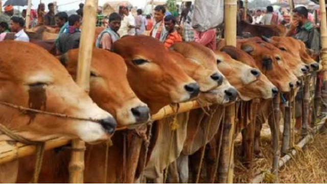 এবার ট্রেনে করে ঢাকা যাবে চাঁপাইনবাবগঞ্জের  কোরবানির পশু 