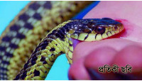 রহনপুরে সাপের কামড়ে ১জনের মৃত্যু