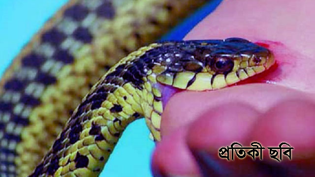 রহনপুরে সাপের কামড়ে ১জনের মৃত্যু