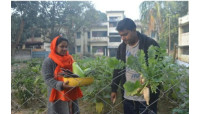 চাঁপাইনবাবগঞ্জ সদর উপজেলা ক্যাম্পাসেই শখের বাগান ইউএনও দম্পতির