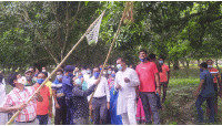 চাঁপাইনবাবগঞ্জে আনুষ্ঠানিকভাবে আম পাড়া শুরু