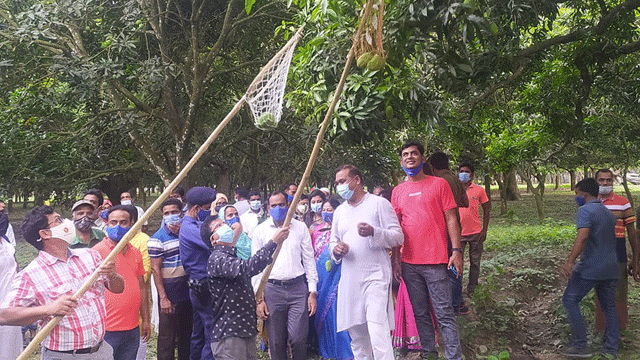 চাঁপাইনবাবগঞ্জে আনুষ্ঠানিকভাবে আম পাড়া শুরু