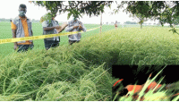 ভোলাহাটে  এক নারীর  মাথা বিচ্ছিন্ন লাশ উদ্ধার করেছে পুলিশ 