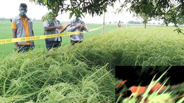 ভোলাহাটে  এক নারীর  মাথা বিচ্ছিন্ন লাশ উদ্ধার করেছে পুলিশ 